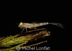 I like looking for them when I dive in lakes - it is the ... by Michel Lonfat 